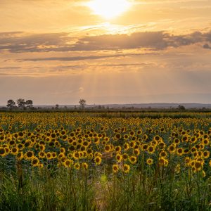 Copie de 1690882641820